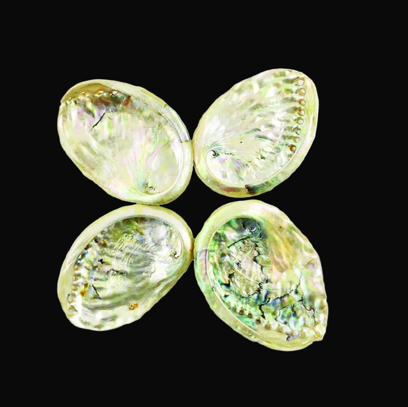 Abalone Shells Bowl for Smudging 2"-3"