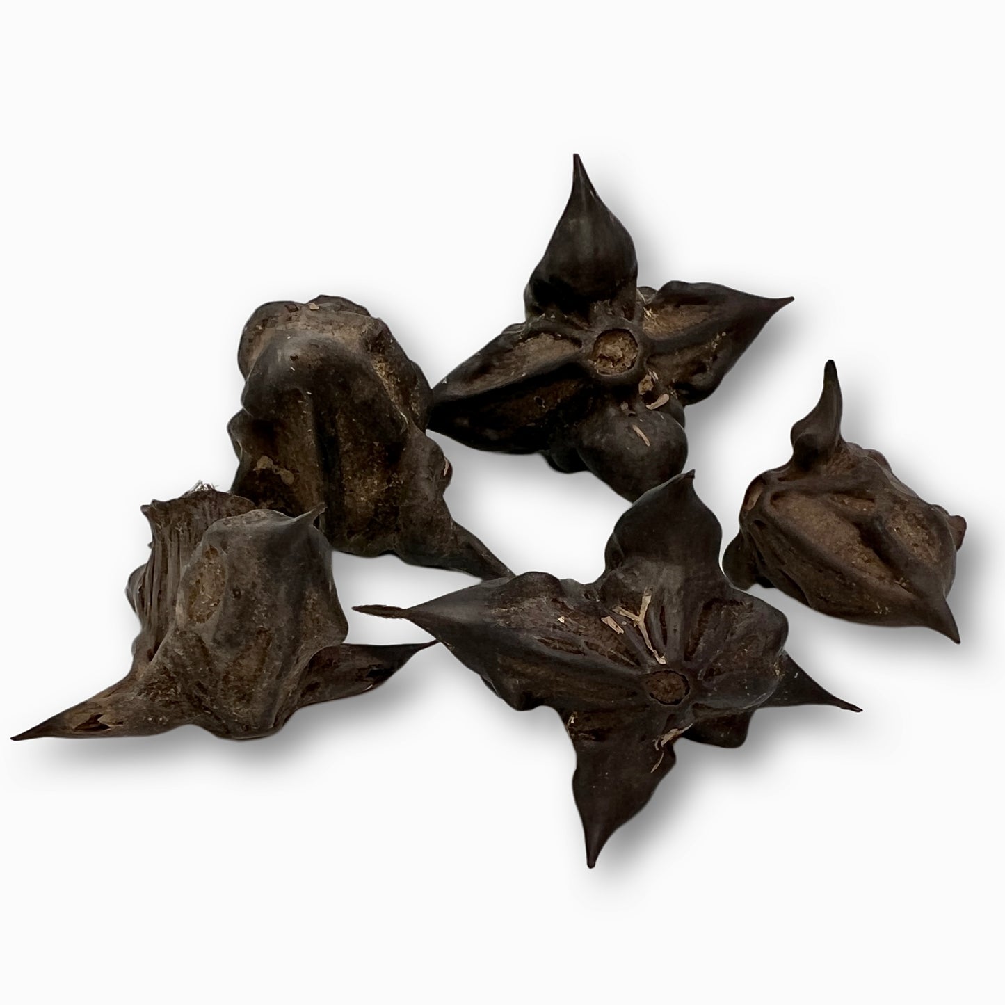 Devils Pod/ Bat Nut